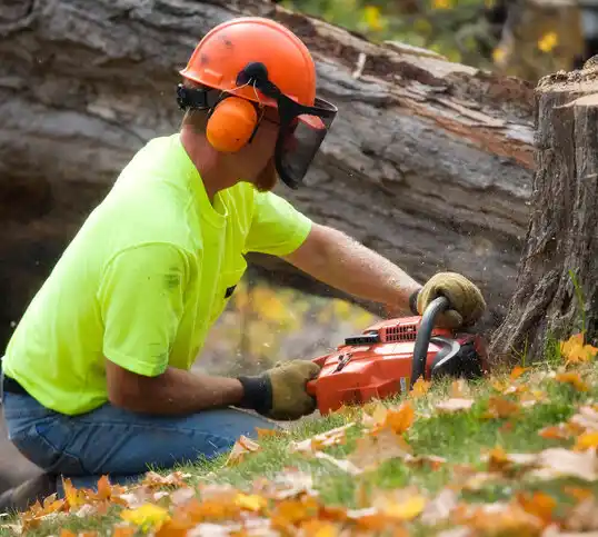 tree services Northwoods